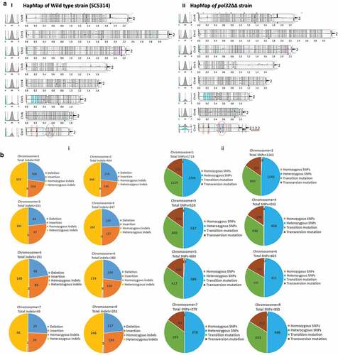 Figure 4. WGS of pol32ΔΔ strain of C. albicans. a. The raw FASTQ genome sequence files of our laboratory WT (i) and pol32ΔΔ (II) strains of C. albicans were mapped with reference sequence using YMAP. YMAP provided the chromosomal map. The gray color lines indicate heterozygous regions in both haplotypes and the cyan and magenta lines indicate heterozygous regions in any of the haplotypes. The histogram at the left arm of the chromosome represents the proportion of each haplotype (assigned as a or b). The histogram at the right end of the chromosome indicates the copy number variation. Chromosome 7 of pol32ΔΔ strain showed segmental aneuploidy and brown circles indicate some of the unique variation regions. b. Numbers of Indels (i) and SNPs (ii) specifically accumulated in the genome of pol32ΔΔ strain of C. albicans. Blue color indicates deletion, brown color indicates insertion, gray color indicates homozygous Indels, yellow color indicates heterozygous Indels, Orange color indicates homozygous SNPs, sky blue color indicates heterozygous SNPs, green color indicates transition mutation, and maroon color indicates transversion mutation. c. Accumulation of Indels and SNPs associated without or with homo/hetero-polymeric repeat regions of pol32ΔΔ genome of C. albicans. d. The frequency distribution of length of deletion and insertion specific to pol32ΔΔ genome of C. albicans.