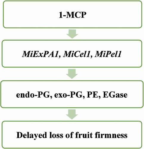 Figure 1. The mechanism of 1-MCP in maintaining fruit firmness