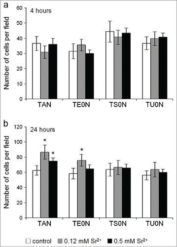 Figure 5. Analysis of the number of cells adhered on the substrates. The nuclei labeled with DAPI were counted with the ImageJ software in images taken using a 10× objective lens. (A) After 4 hours in culture, no significant differences were found between control and treated samples in any substrate. (B) After 24 hours, the number of cells in treated samples was higher than in control in TAN and TE0N substrates, suggesting an increase in the initial cell proliferation. This increase showed a medium effect size on both substrates (r ≈ 0.3–0.5). *P < 0.05 vs. control.