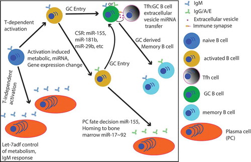 Figure 1. Schematic of B cell activation, fate decisions, and miRNAs that influence these processes