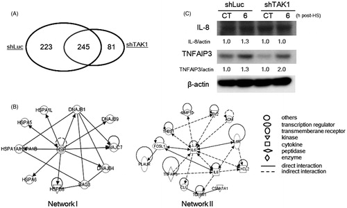 Figure 3. Global gene expression and bioinformatics analyses of TAK1 knockdown cells in comparison to parental cells after HS exposure. (A) The number of differentially expressed genes by a factor of ≥3.0 in HS-treated cells. Venn diagram indicates the commonly and specifically up-regulated genes in each cell line. (B) The identified responsive genetic networks to HS. The up-regulated genes by a factor of ≥3.0 in treated parent cells are included in the networks. Relative gene expression ratios are shown in Tables I and II. (C) Differential induction levels of TNFAIP3 and IL-8 proteins in control cells and TAK1 knockdown cells 6 h after HS exposure. Band density was quantified and expressed as fold changes over the untreated control using Image J software.