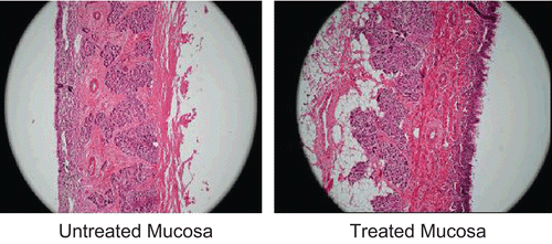 Figure 4.  Photomicrographs of sheep nasal mucosa subjected to histological examination.