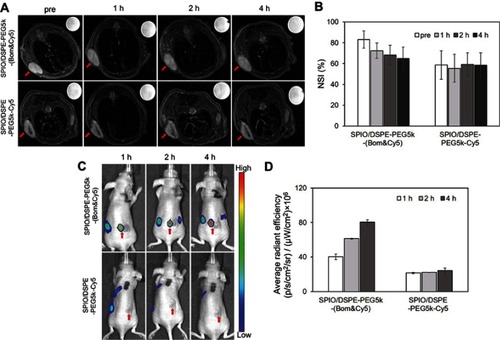 Figure 6 In vivo dual-modality imaging performance.Notes: (A) MR images (3.0 T, T2-weighted fast spin echo sequence: TR =4000 ms, TE =66 ms, FOV =50 mm × 50 mm, slice thickness =1 mm) and (B) NSI of an MDA-MB-231 mouse xenograft tumor at different times after the intravenous injection of Bom-targeted nanomicelles and nontargeted nanomicelles. NSI=SItumor/SIwater phantom. (C) NIRF images and (D) average radiant efficiencies (p/s/cm2/sr)/(μW/cm2) at different times after the injection of Bom-targeted or nontargeted nanomicelles. The red arrows indicate tumors.Abbreviations: NSI, normalized signal intensity; NIRF, near-infrared fluorescence.