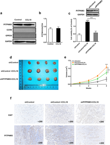 Figure 6 CCL18 promotes EAC cell proliferation and tumor growth by PITPNM3. (a and b) OE33 cell line was treated with CCL18 recombination protein (20 ng/mL) (PBS served as a control group). Western blot analysis of PITPNM3, CCR8, and GPR30 expression in the OE33 cell line was performed, and the statistical analysis of relative gray values of PITPNM3 was shown. OE33 cell line was transfected with siPITPNM3 or siControl and then added with or without CCL18 recombination protein (20 ng/mL). After incubation for 48h, cell viability of the OE33 cell line was measured by ELISA (c). Mice were inoculated with OE33 cells transfected with PITPNM3 shRNA or shControl and then injected with or without CCL18 recombination protein (50 μg/kg). (d) A representative image of xenograft tumors was shown. (e) The statistical analysis of tumor volume was performed. (f) Presentative pictures of immunohistochemistry staining for Ki67 or PITPNM3 were shown (magnification:×200). **p< 0.01, ***p<0.001, ****p<0.0001, compared with control or between two groups.