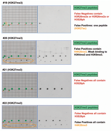 Figure 4 Examples of results obtained with different antibodies binding to H3K27me3. Peptide spots are annotated on the left copy of the duplicates, color coded as described next to the image.