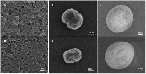 Figure 3. SEM images of (A,B) 40T-HbMP and (D,E) 70T-HbMP show a peanut-like shape. Cryo-SEM images of (C) 40T-HbMP and (F) 70T-HbMP show a smooth surface of the particles.