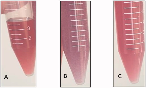 Figure 2. Images of formulations: (A) wine red color of bare gold nanoparticles (G0), (B) dark purple color of tacrolimus-loaded chitosan nanoparticles hybridized with gold nanoparticles (G1), and (C) preserved wine red color of tacrolimus-loaded lecithin–chitosan nanoparticles hybridized with gold nanoparticles (G2).
