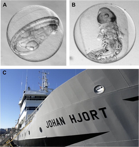 Figure 2. Example of a healthy (A) and malformed (B) NEA cod egg as Per Solemdal and Valeri Makhotin could see them under the stereo microscope, typically using the IMR research vessel Johan Hjort (C) as a working platform in the Lofoten area. The eggs showed a range of developmental stages, presently containing advanced larvae. Photos: A: Anders Thorsen, IMR; B: Valeri Makhotin, Lomonosov Moscow State University; C: Silje Elisabeth Seim, IMR.