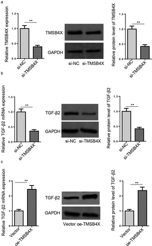 Figure 6. TMSB4X activates TGF-β signaling pathway in hEM15A cells. (a) The knockdown efficiency of si-TMSB4X was assessed by RT-qPCR and Western blotting in hEM15A cells. (b and c) RT-qPCR and western blotting showed the expression levels of TGF-β2 in hEM15A cells transfected with si-NC, si-TMSB4X, vector, or oe-TMSB4X. Data are shown as mean ± SD; **P < 0.01