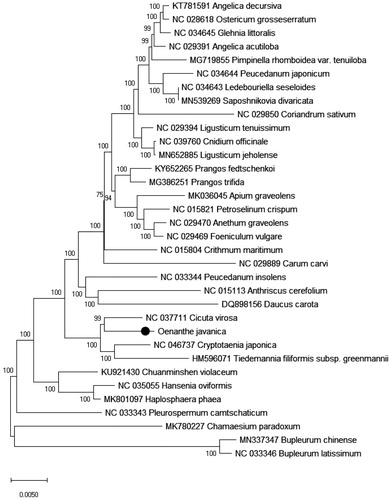 Figure 1. Neighbor-Joining tree of Oenanthe javanica and related species using chloroplast sequences. Numbers on the nodes are bootstrap values from 10000 replicates.