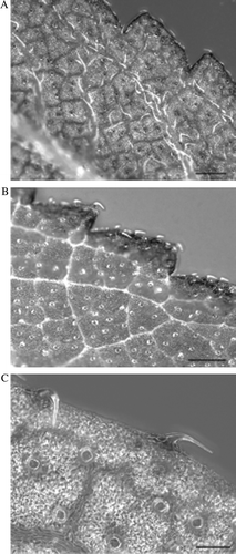 Fig. 1  Stereo-micrograph showing the distribution of trichomes on an Orthosiphon labiatus leaf. (A) Distribution of non-glandular trichomes on leaf vein (bar = 50 µm), (B) leaf margin (bar = 100 µm), (C) glandular trichomes (bar = 100 µm).