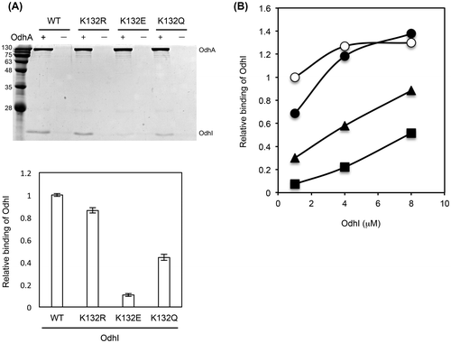 Fig. 2. The binding ability of OdhI to OdhA. (A) Purified His-tagged OdhA (0.5 μM) and Strep-tagged OdhI (2.5 μM) proteins were incubated in 0.5 mL of TESGN buffer at 30 °C for 30 min and then subjected to affinity purification using a Ni-NTA resin. Eluted samples were separated by 15% SDS-PAGE followed by Coomassie Brilliant Blue staining (upper panel). “ + ” and “−” indicate incubation of Strep-tagged OdhI with and without His-tagged OdhA before Ni-NTA purification, respectively. Protein bands of OdhA and OdhI were analyzed by densitometry. After normalizing of the amount of OdhI to that of OdhA, the relative binding of OdhI to the wild type (WT) variant was determined (lower panel). Data are the mean and standard deviation of two analytical replicates. (B) Pull-down assay was performed using purified His-tagged OdhA (0.5 μM) and various concentrations of Strep-tagged OdhI (1, 4, and 8 μM). After normalizing the amount of OdhI to that of OdhA, the relative binding of OdhI to OdhA was normalized to the 1 μM point of the wild type, and is shown here. Open circles, closed circles, closed triangles, and closed squares represent the wild-type OdhI, OdhI-K132R, OdhI-K132Q, and OdhI-K132E, respectively.