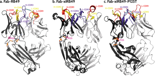 Figure 7. Representative structures of the most populated cluster of (a) Fab-RB49, (b) Fab-xiRB49, and (c) Fab-xiRB49-P125T. The heavy chain and the light chain are represented in dark and light gray, respectively. CDR1, CDR2, and CDR3 are colored red, yellow, and purple, respectively. The residue in position 125 (either proline or threonine) is represented as ball and sticks and colored magenta. The hydrogen bond network within the region between the heavy chain variable and constant regions is indicated as dotted orange lines, while the interactions involving the H- and L-CDRs mentioned in the manuscript are indicated as dotted cyan lines. The indicated hydrogen bonds come from the analysis of the 3 simulations for each system.