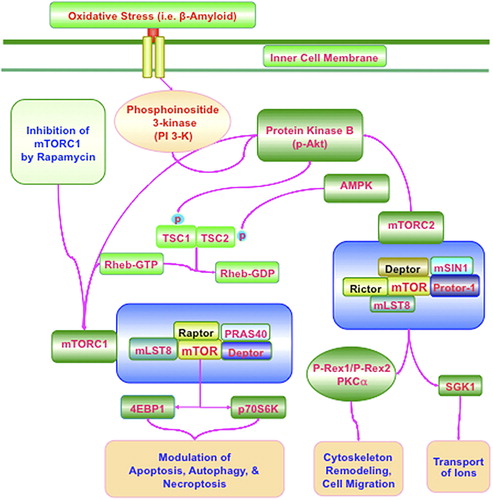 Figure 1. mTOR signaling in Alzheimer's Disease. Activation of phosphoinositide 3-kinase (PI 3-K) following oxidative stress with mediators such as Aβ leads to phosphorylation and activation of protein kinase B (Akt). mTORC1 is composed of Raptor, the proline-rich Akt substrate 40 kDa (PRAS40), Deptor (DEP domain-containing mTOR interacting protein), and mLST8/GβL (mammalian lethal with Sec13 protein 8, termed mLST8). mTORC1 is more sensitive to the inhibitory effects of rapamycin than mTORC2. mTORC2 is composed of mLST8, Deptor, the mammalian stress-activated protein kinase interacting protein (mSIN1), and the protein observed with Rictor-1 (Protor-1). Akt can activate mTORC1 through phosphorylating TSC2 and disrupting the interaction between TSC2 and TSC1. TSC2 can function as a GTPase-activating protein (GAP) converting a small G protein Ras homologue enriched in brain (Rheb-GTP) to the inactive GDP-bound form (Rheb-GDP). AMPK phosphorylates TSC2 to lead to increased GAP activity to turn Rheb-GTP into Rheb-GDP and thus inhibits the activity of mTORC1. mTORC2 activates Akt to enhance cell survival and relies upon PKCα for cytoskeleton remodeling. mTORC2 also phosphorylates and activates SGK1 that can control ion transport. mTORC2 through Akt phosphorylates P-Rex1 and P-Rex2 to foster Rac activation and cell migration. mLST8 can promote mTOR kinase activity through p70 ribosomal S6 kinase (p70S6K) and the eukaryotic initiation factor 4E (eIF4E)-binding protein 1 (4EBP1). Ultimately, apoptosis, autophagy, and necroptosis can be controlled by mTOR signaling such that during inhibition of mTOR with rapamycin, autophagy and necroptosis can be initiated. mTORC1 activation usually blocks apoptosis.