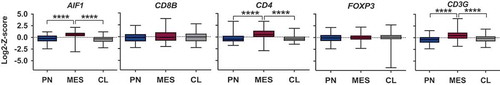 Figure 1. Box plots representing mRNA expression levels of immune-related genes in different GBM subtypes obtained from TCGA. The genes encode the following proteins: IBA1 (AIF1), beta-chain of CD8 (CD8B), CD4 (CD4), FOXP3 (FOXP3), as well as gamma-chain of CD3 (CD3G). MES GBM shows a significant upregulation of TAM, CD3+ and CD4+ T cell markers. Expression levels are depicted as Log2-Z-scores, with Z-scores describing the number of standard deviations that a value differs from the mean of a given population. Sixty-nine PN, 106 MES, and 101 CL samples were included.