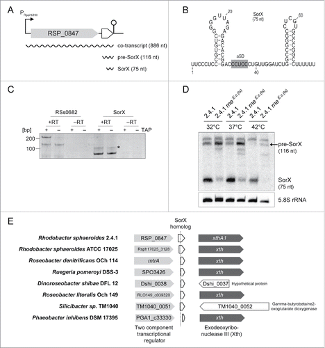 Figure 1. The SorX 3′ fragment is generated by RNase E cleavage and conserved among Rhodobacteraceae. (A) The genetic context of the sorX gene in R. sphaeroides 2.4.1. SorX is transcribed together with the upstream gene RSP_0847 from an RpoHI/HII promoter and the 116-nt long pre-SorX is further processed into a more abundant 75-nt SorX fragment. The lollipop indicates a Rho-independent terminator. (B) Secondary structure prediction of SorX using RNAfold from the ViennaRNA web server.Citation58 (C) 5′ RACE analysis of SorX. Total RNA, treated with TAP (+) or untreated (−), was subjected to 5′-adapter ligation and RT-PCR, using one gene-specific and one adapter-specific primer. As a negative control, the RT step was omitted (-RT). The pre-SorX and SorX transcripts produce RT-PCR products of 115 (asterisk) and 74 bp, respectively. RT-PCR products were analyzed on 10% polyacrylamide gels. (D) Northern blot analysis of SorX in R. sphaeroides wild type 2.4.1 and strain 2.4.1rneE.c.(ts) that expresses a temperature-sensitive RNase E variant (rne-3071ts mutation) from E. coli. The strains were analyzed at different temperatures (32°C to 42°C). The upper band is an unspecific signal (see Fig. S2). 5.8S rRNA signals are displayed as a loading control. (E) Synteny analysis of the sorX locus within the Rhodobacteraceae family. Light gray arrows represent the gene for a 2-component transcriptional regulator that is present upstream of sorX. The dashed line indicates the RNase E-dependent processing site of SorX in R. sphaeroides 2.4.1. The gene for an Exodeoxyribonuclease III (dark gray arrows) can be found downstream of sorX in several cases.