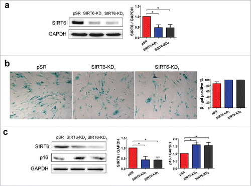 Figure 4. SIRT6 knockdown accelerates cell senescence. (a) Western blot analysis of SIRT6 in pSR (control) and SIRT6-shRNAs transfected WI38. (b) SA-β-gal assay indicated the number of SA-β-gal positive cells in the 3 groups. Positive rates were calculated by random fields' positive cells counting. (c) Western blot analysis of SIRT6 and p16INK4A in control and SIRT6-knockdown WI38. *p < 0.05 (n = 3).