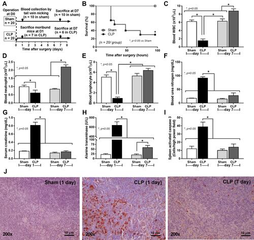 Figure 1 Schematic experiment and sepsis parameters of CLP mice at 1 and 7 days after surgery. Schema of the experiments (A) demonstrates mice with sham or CLP surgery (n = 20 in each group). Then, survival analysis (B), peripheral WBC, neutrophils, and lymphocytes (C–E) and organ injury parameters, including kidney (blood urea nitrogen and serum creatinine) (F and G), liver (alanine transaminase) (H), and spleen (activated caspase 3 apoptosis cells) with the representative caspase 3 immunohistochemistry pictures (I and J) are demonstrated. The picture from mice at 7-days post-sham is not shown due to the similarity to the presented 1-day post-sham. Notably, the number of analyzed samples in each time-point is 10 per group (n = 10/group) at baseline (4 days before surgery), n = 7 for moribund mice at 1-day post-CLP, n = 6 for survived CLP mice at 7 days and n = 10/group for the post-sham surgery (1 day and 7 days). Columns represent mean values ± SEM (*p < 0.05).