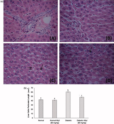 Figure 4. (a) Effect of myrtenal on liver fat accumulation in experimental diabetic rats (H&E, 40×). Histology of liver in experimental rats after 28 d of myrtenal treatment (A) normal control and (B) normal control + myrtenal (80 mg/kg b.w) alone treated rat liver shown orderly arranged hepatocyte morphology, (C) diabetic rat liver shows the microvesicular steatosis, (D) diabetic + myrtenal (80 mg/kg b.w) treated rat liver shows few micro-fat deposition and mild degeneration hepatocyte. (b) Semi-quantitative analysis of liver histology. aNC and N + Myt significant as compared with diabetic and diabetic + Myt (p < 0.05). bDiabetic significant as compared with NC, N + Myt and diabetic + Myt (p < 0.05). cDiabetic + Myt significant as compared with diabetic, NC and N + Myt (p < 0.05).