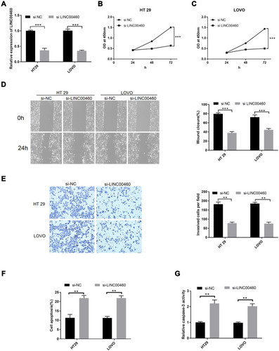 Figure 2 LINC00460 knockdown inhibited cell proliferation, migration, and invasive potentials and increased cell apoptotic rates and caspase-3 activity in HT29 and LOVO cells. (A) Relative expression of LINC00460 was examined by qRT‐PCR in HT29 and LOVO cells transfected with si‐NC or si‐LINC00460. (B and C) Cell proliferation was examined by CCK‐8 assay in HT29 (B) and LOVO (C) cells transfected with si‐NC or si‐LINC00460. (D) Cell migration was detected by wound healing assay in HT29 and LOVO cells transfected with si‐NC or si‐LINC00460. (E) Cell invasion was determined by transwell invasion assay in HT29 and LOVO cells transfected with si‐NC or si‐LINC00460. (F) Cell apoptosis and (G) caspase-3 activity of HT29 and LOVO cells after si-NC or si-LINC00460 transfection were detected by flow cytometry and caspase-3 activity assay, respectively. **p < 0.01, ***p < 0.001.