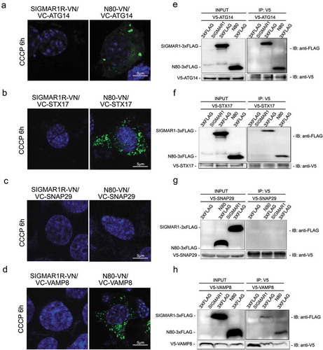 Figure 9. SIGMAR1N80 (and the full-length protein) co-precipitates with autophaosome-lysosome fusion machinery proteins ATG14, STX17 and VAMP8 but not SNAP29.(a-d) Live cell fluorescence imaging of BiFC experiments. VN was fused to the C-terminus of the full-length SIGMAR1 protein (left panel) or that of the N-terminal half SIGMAR1 molecule (amino acids 1–80) (N80, right panel); VC was fused to the N-terminus of ATG14, STX17, SNAP29 or VAMP8. WT NSC34 cells were co-transfected with a pair of VN and VC fusion constructs for 24h, and then treated with CCCP for 6h before fluorescence microscopy. (e-h) Western blots of Co-IP. WT HEK293 cells were co-transfected with FLAG-tagged full-length SIGMAR1 (or N80) and V5-tagged ATG14, STX17, SNAP29 or VAMP8 for 36h and then treated with CCCP for 6h prior to Co-IP experiments.