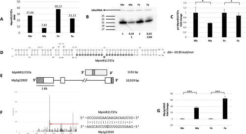 Figure 2. Accumulation profile of liverwort-specific MpmiR11737a, its pri-miRNA level, gene structure and target analyses. (A) sRNA NGS sequencing results; normalized read counts are presented above each bar; RPM-reads per million; (B) Northern blot hybridization analysis; U6snRNA was used as RNA loading control; the numbers below blot images are the relative intensities of miRNA bands; control signals in each blot were treated as 1; differences in signal intensity were calculated separately for male vegetative thalli control/antheridiophores, female vegetative thalli control/archegoniophores (numbers in the first row) or antheridiophores control/archegoniophores (numbers in the second row); the left side of northern blots shows the RNA marker depicting 17–25 nucleotide long RNAs; (C) RT-qPCR expression level of pri-MpmiR11737a; *p-value < 0.05; (D) Hairpin structure of pre-MpmiR11737a; nucleotides highlighted in gray represent MpmiR11737a sequence; the minimum free energy (∆G) of predicted structure is shown on the right side (E) MpMIR11737a gene structure (upper panel; pri-miRNA – light gray; pre-miRNA-dark gray), Mp5g12920 gene overlapping with MpMIR11737a gene (lower panel); boxes – exons (UTRs – striped; CDS – white); lines – introns; scale bar corresponds to 1kb; (F) Target plot (T-plot) of target mRNA Mp1g15010 based on degradome data; red arrow points to the mRNA cleavage site; T-plot is accompanied by a duplex of miRNA and its target mRNA; nucleotide marked in bold points to the mRNA cleavage site; (G) RT- qPCR expression level of Mp1g15010; ***p-value < 0.001; male vegetative thalli (Mv), antheridiophores (Ma), female vegetative thalli (Fv) and archegoniophores (Fa).