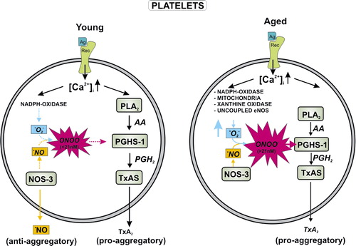 Figure 4. Free radical-mediated platelet hyperreactivity in aging. Platelets use peroxynitrite at low concentrations (< 21 nM) in order to provide the peroxide tone for modulating basal prostaglandin endoperoxide H2 synthase (cyclo-oxygenase-1) activity after agonist-mediated platelet activation. NADPH oxidase and endothelial NO synthase concertedly release superoxide anion and •NO to form peroxynitrite. Cyclo-oxygenase-1 provides the substrate prostaglandin endoperoxide H2 for thromboxane synthase, which is converted into thromboxane A2. This potent eicosanoid further activates platelets in an autocrine loop or causes the recruitment of other platelets to the thrombus. However, aging leads to an elevated superoxide formation via uncoupling of NO synthase, conversion of xanthine dehydrogenase into an oxidase, activation of NADPH oxidase, or by electron leakage in the mitochondrial electron transport chain. This saturates the platelet peroxide tone, resulting in loss of the modulation of COX-1 activity, which subsequently leads to hyperreactivity of platelets. Therefore, platelet aggregation readily occurs at lower doses of agonists and proceeds faster. (Ag = agonist; Rec = receptor; PLA2 = phospholipase A2; PGHS-1 = prostaglandin endoperoxide H2 synthase; AA = arachidonic acid; PGH2 = prostaglandin endoperoxide H2; TxAS = thromboxane synthase; ONOO− = peroxynitrite; TxA2 = thromboxane A2; [Ca2 + ]i = intracellular calcium; •NO = nitric oxide; •O2− = superoxide)