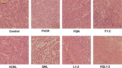 Figure 8 Histopathology of tumors.Notes: Hematoxylin/eosin staining of tumors treated with various groups at a VCR concentration of 1 mg/kg and a QN concentration of 2 mg/kg.Abbreviations: VCR, vincristine; QN, quinine; FVCR, free vincristine; FQN, free quinine; F1:2, free vincristine + free quinine =1:2; VCRL, VCR liposome; QNL, QN liposome; L1:2, VCR liposome + QN liposome =1:2; VQL1:2, VCR and QN codelivery liposome with a ratio of 1:2.