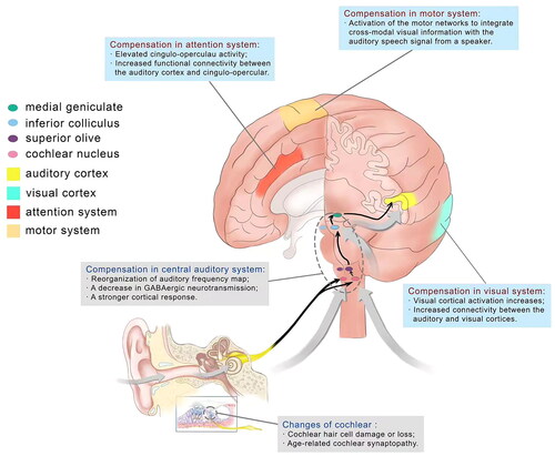 Figure 1. Central compensation in the auditory and extra-auditory systems in age-related hearing loss.