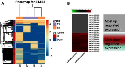 Figure 3 Heat map and hierarchical clustering showing the expression values of all target circRNAs and the most up and downregulated circRNAs. Each column represents a sample and each row represents a circRNA.Notes: (A) Hierarchical cluster analysis of all target circRNAs. (B) Hierarchical cluster analysis of the most 10 up and downregulated circRNAs. A2/A1 means A2 divided A1. B2/B1 means B2 divided B1.