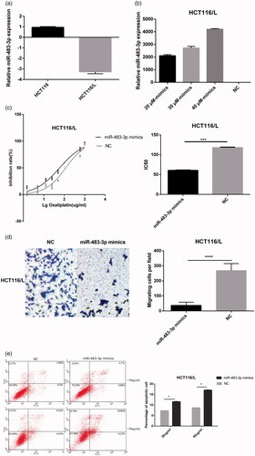 Figure 3. Overexpression of miR-483-3p restored oxaliplatin responsiveness in HCT116/L cells. (a). qRT-PCR analysis was performed for miR-483-3p, which was differentially expressed between HCT116 and HCT116/L cells. The expression level of miR-483-3p was normalized to the level in HCT116 cells. (b). The expression level of miR-483-3p in HCT116/L transfected with different concentrations (20 μM, 30 μM and 40 μM) of miR-483-3p mimics. (c). The drug sensitivity of the HCT116/L cells transfected with negative control (NC) or miR-483-3p mimics. The IC50 of oxaliplatin in transfected HCT116/L cells was calculated from the inhibition curves. Each experiment was performed in triplicate. (d). The effect of overexpression of miR-483-3p on the migration using cell migration assay of HCT116/L cells. (e). Overexpression of miR-483-3p in HCT116/L cells increased the apoptosis rate. Various concentrations of oxaliplatin resulted in differences in the cell apoptosis rate. The data were presented mean ± SD of three independent experiments. *p < .05, **p < .01, ***p < .001 and ****p < .0001(Student’s t-test).