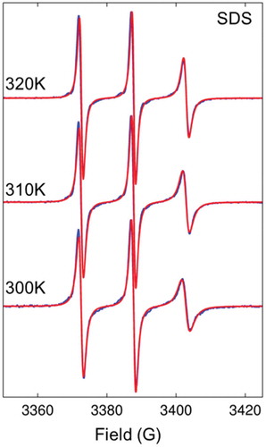 Figure 9. (Colour online) Comparison between experimental (blue) and predicted (red) EPR spectra of SDS micelle doped with 5DSA at three selected temperatures. Spectra are reproduced from [Citation38] with permission from WILEY.