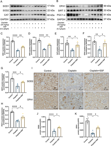 Figure 6 SSF increases the antioxidant capacity and alleviates mitochondrial dysfunction in cis-AKI mice. SSF increases the antioxidant capacity and alleviates mitochondrial dysfunction in cis-AKI mice. (A) The expressions of SOD1, SOD2, and CAT by WB (n=4 in each group). (B) The expressions of OPA1, SIRT3, and PGC1-α by WB (n=4 in each group). (C-H) The quantitative analysis of SOD1, SOD2, CAT, OPA1, SIRT3, and PGC1-α by WB. (I) Representative images of SOD2 and OPA1 by IHC. Magnification: 400×. (J and K) The quantitative analysis of SOD 2 and OPA1 by IHC. All data are shown as mean ± SEM (one-way ANOVA). *p<0.05, **p<0.01, ***p<0.001, ****p<0.0001.