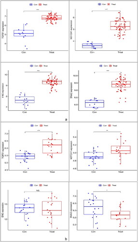 Figure 7. Boxplot of ENG, NOTCH1, TGFB1 and SNAI2. (a) Evaluation of four key genes in GSE108109 and GSE200828. The expression levels of ENG, NOTCH1, TGFB1 and SNAI2 were significantly higher in the glomerulus of FSGS than in that of the control group. (b) Evaluation of ENG, NOTCH1, and TGFB1 in GSE129973. The results were similar to those of GSE108109 and GSE200828. However, the SNAI2 gene was expressed at lower levels in the glomerulus of FSGS compared with that in the control group. FSGS: focal segmental glomerulosclerosis.