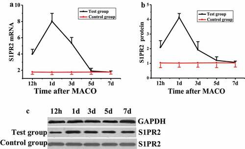 Figure 3. Changes of S1PR2 expression in pericytes of MCAO model rats