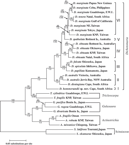 Figs 1. Maximum-likelihood rbcL phylogeny (lnL = –7454.96) of Dichotomaria from the Indo-Pacific region and related taxa. Bootstrap values (> 50%, 1000 replicates) and posterior probabilities from the Bayesian analysis are shown on the branches. Scale indicates the number of substitutions per site.