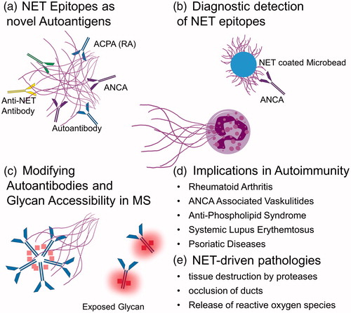 Figure 1. Implication of NETs in Autoimmune diseases. (A) NETs serve as Neo-Epitopes in a Number of Autoimmune Diseases. Vitkov et al. [Citation3] linked PD to NET formation and ACPA generation. Applegren et al. [Citation4] found NETs on mitral valves in a patient with severe SLE. Roitsch et al. [Citation5] detected ANCAs on NETs. (B) NETs can be utilized to detect ANCAs on NET-covered microbeads in flurocytometric assays (Roitsch et al. [Citation5]). (C) The modification of autoantibodies in MS by NET proteases alters glycan accessibility (Paryzhak et al. [Citation8]). (D) NET Formation has vast implications in autoimmune diseases. Podolska et al. [Citation6] and Dwivedi et al. [Citation7] take a closer look into the Literature surrounding the contribution of NETs to autoimmune diseases. (E) Exemplifies NET-driven pathologies.