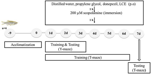 Figure 1. Schematic representation of scopolamine-induced memory impairment in zebrafish.