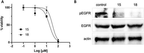 Figure 3. Activity of compounds 15 and 18 in H1975 cells. (A) Cell viability was measured by MTS assay. (B) EGFR phosphorylation was assessed by Western blot after 8-h incubation with the compounds (10 µM). Total EGFR and actin are shown for loading control.