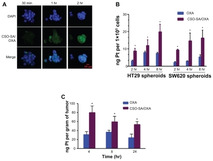 Figure 2 OXA-loaded CSO-SA micelles show excellent internalization ability and enhance Pt accumulation in tumor cells and tissues. (A) Cellular uptake of fluorescein isothiocyanate-labeled CSO-SA/OXA micelles in HT29 spheroids was analyzed by confocal microscope. Images were obtained after cells were incubated with CSO-SA/OXA micelles (OXA content was 10 μg/mL) for 30 minutes, 1 hour, and 2 hours, respectively. (B) The intracellular Pt concentrations increased in HT29 and SW620 spheroids treated with CSO-SA/OXA micelles (OXA content was 10 μg/mL) compared with free OXA (10 μg/mL) (*denotes P < 0.05). Data are presented as mean ± SD. (C) Intravenous administration of CSO-SA/OXA micelles increased Pt accumulation in xenograft tumors (*denotes P < 0.05). Mice received a single injection of free OXA (2 mg/kg) or CSO-SA/OXA micelles (OXA content was 2 mg/kg).Note: Data are mean ± SD of three tumors per group.Abbreviations: CSO-SA, stearic acid-g-chitosan oligosaccharide; DAPI, 4′,6-diamidino-2-phenylindole; OXA, oxaliplatin; Pt, platinum; SD, standard deviation.