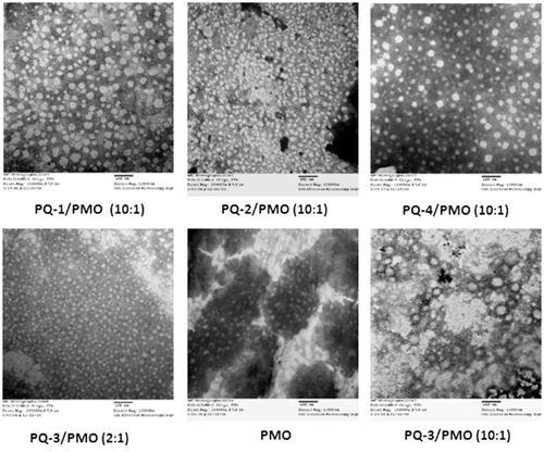 Figure 6. Negatively stained TEM images of PQs complex with PMO (the polymer/PMO polyplex solution containing 1 μg of PMO at a weight ratio of 10/1 or 2/1 (PQ/PMO) in 100 μL 0.9% saline. Direct magnification: ×130,000, scale bar: 100 nm).