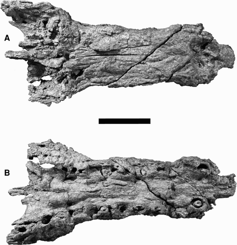 FIGURE 7 Referred snout of Cerrejonisuchus improcerus, UF/IGM 32, from the Cerrejón coal mine of northeastern Colombia, middle–late Paleocene. A, UF/IGM 32 in dorsal view; B, UF/IGM 32 in ventral view. Scale bar equals 5 cm.