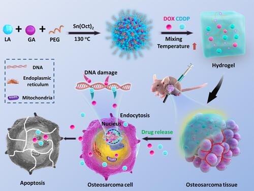 Scheme 1 (A) Schematic illustration for in situ co-delivery of doxorubicin and cisplatin by injectable thermosensitive PLGA-PEG-PLGA hydrogels for synergistic enhanced osteosarcoma treatment.