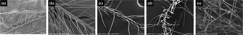 Figure 13. The microscopic morphology of down fiber after treatment in the drying environment of 55°C with mechanical agitation.