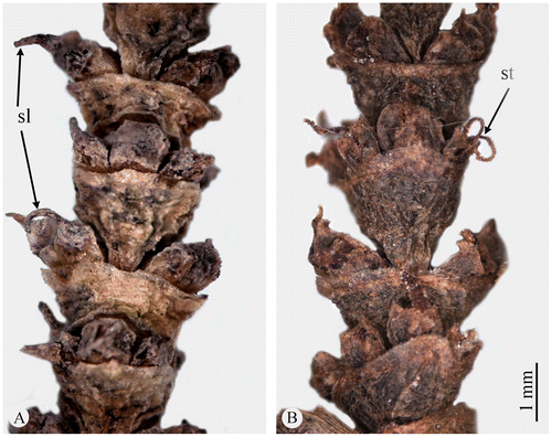Figure 6. Fruiting inflorescence in Arthrocnemum franzii (A) and Arthrocnemum macrostachyum (B). Abbreviations: sl–style (A. franzii), stigmas fallen off; st – stigmas (A. macrostachyum); style not protruding. Origin of the material: A. franzii from the holotype (Cape Verde), A. macrostachyum: Israel, Dead Sea, 1902, J.E. Dinsmore 9102 (HUJ).