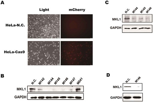 Figure 2. The Cas9 nuclease expression in HeLa cells and MKL1 knockout analyses by Western blot. (A) Fluorescence analysis in the HeLa cells after transfected CP-C9NU-01. The red fluorescence was from expression of mCherry. (B), (C) and (D) Western blot analysis the expression of MKL1. Figure part (B) is the result of first-generation cells; (C) is of third generation cells; (D) is of fifth-generation cells. HeLa-N.C., normal HeLa cells; HeLa-Cas9, HeLa cells transfected with CP-C9NU-01; M142, pgRNA-M1-4 2; M144, pgRNA-M1-4 4; M241, pgRNA-M2-4 1.