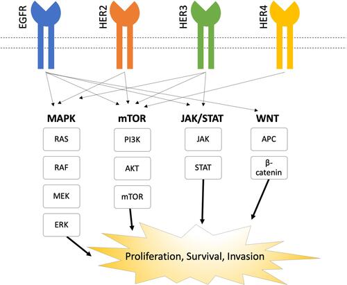 Figure 1 EGFR Pathways.