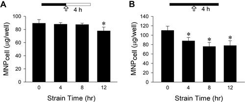 Figure 6 Mechanical strain attenuated PAA-MNPs uptake by LN-229 cells with time. Mechanical strain was applied as indicated by the solid bar for 4–12 h (A) before or (B) during incubation of LN-229 cells with PAA-MNPs (100 µg/mL; 25 µg/cm2). The arrows indicate the MNP administration; filled vs unfilled bars represent incubation with or without cyclic strain, respectively. Values are means ± SEM (n = 3). *p <0.05 compared with corresponding values without strain.