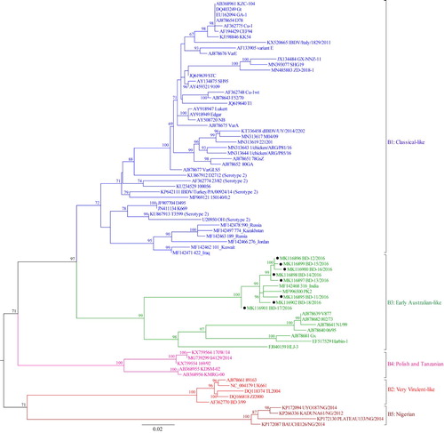 Figure 4. Phylogenetic tree of segment B of 77 selected representative strains of IBDV based on the 508-bp sequences corresponding to the VP1 N-terminal domain and the finger subdomain of the central polymerase (nt 328–835). The tree was generated by the use of a maximum likelihood (ML) tree method and ultrafast bootstrapping with 1000 replicates with the IQ-Tree software (Nguyen et al., Citation2015; Hoang et al., Citation2018). ModelFinder embedded in the IQ-Tree (Kalyaanamoorthy et al., Citation2017) was used to select the best fitted substitution model according to the Bayesian Information Criterion (GTR + F+G4). The tree was visualized in FigTree. The tree is drawn to scale and genotypic information is shown next to the tree. There were 508 in total positions in the final dataset. Isolates under present study are marked with filled circles (●).
