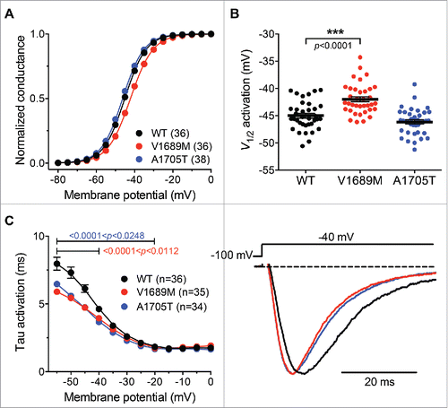 Figure 3. Activation properties of ALS-associated hCav3.2 variants. (A) Mean normalized voltage-dependence of the macroscopic Ba2+ conductance recorded from wild-type hCav3.2 (black circles), V1689M (red circles), and A1705T mutant (blue circles) channel-expressing cells. (B) Corresponding mean half activation potential. (C) Time constant of current activation for WT and ALS-associated hCav3.2 mutants. Left panel shows the first 50 ms of representative current traces for WT (red), V1689M (red), and A1705T (blue) channel variants recorded in response to 150 ms depolarization step to −40 mV from a holding potential of −100 mV.